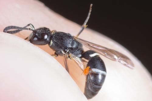 Microdynerus exilis